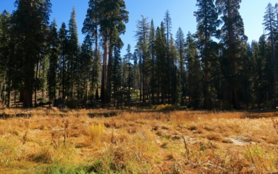Crescent Meadow