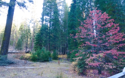 BigTrees Loop Trail