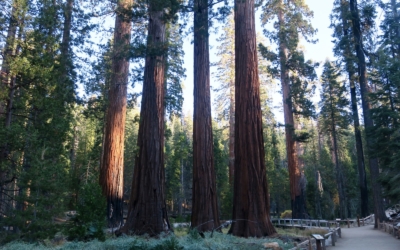 Mariposa Grove