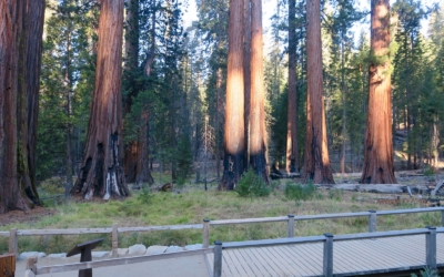 Mariposa Grove