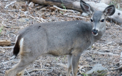 faune locale Mariposa Grove