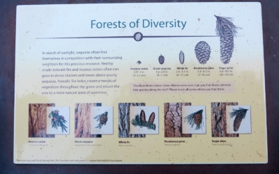 Mariposa Grove