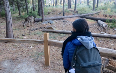 faune locale Mariposa Grove