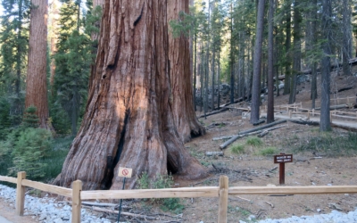 Grizzly Giant Trail
