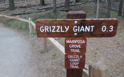 Grizzly Giant Trail