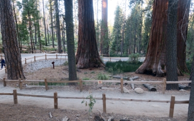 Mariposa Grove