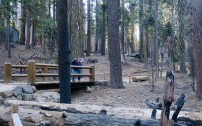 Mariposa Grove