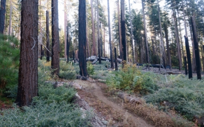 Grizzly Giant Trail