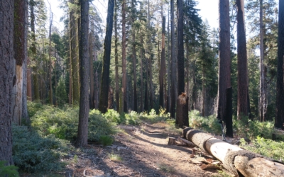 Grizzly Giant Trail