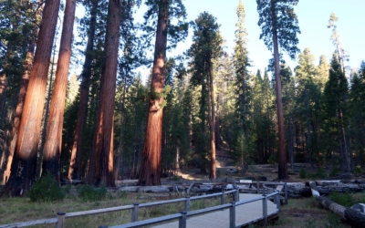 Mariposa Grove