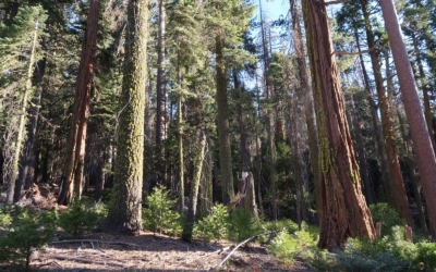 Grizzly Giant Trail