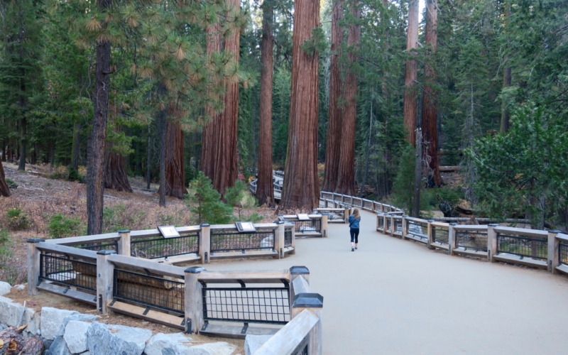 Mariposa Grove
