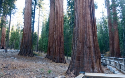 BigTrees Loop Trail