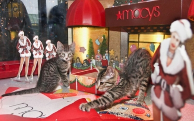vitrine de Noël Macy's