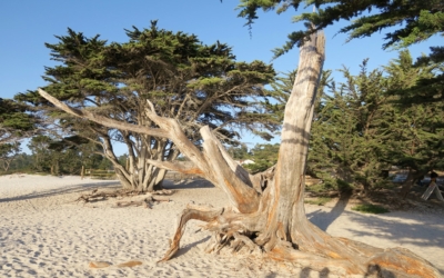 Carmel By The Sea