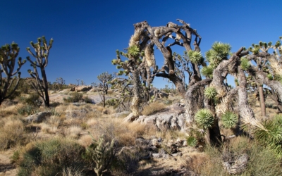 Mojave National Preserve