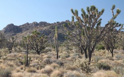 Mojave National Preserve