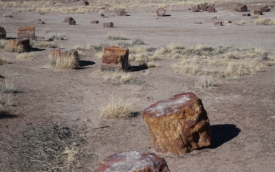 Petrified Forrest