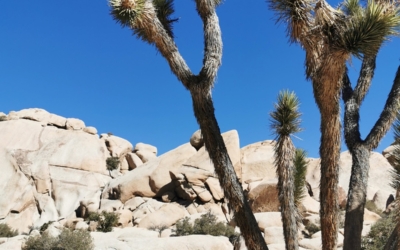 Joshua Tree