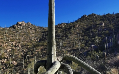 Saguaro