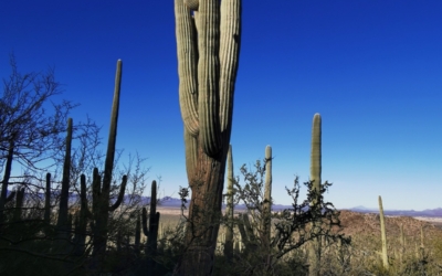 Saguaro