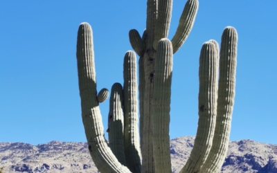 Saguaro