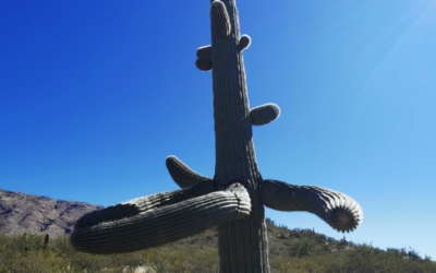 Saguaro