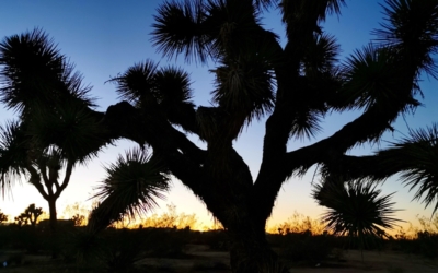 joshua tree