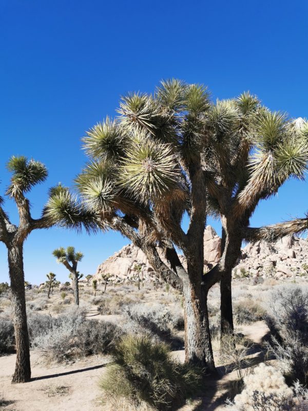 Joshua Tree