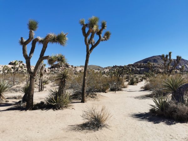 Joshua Tree