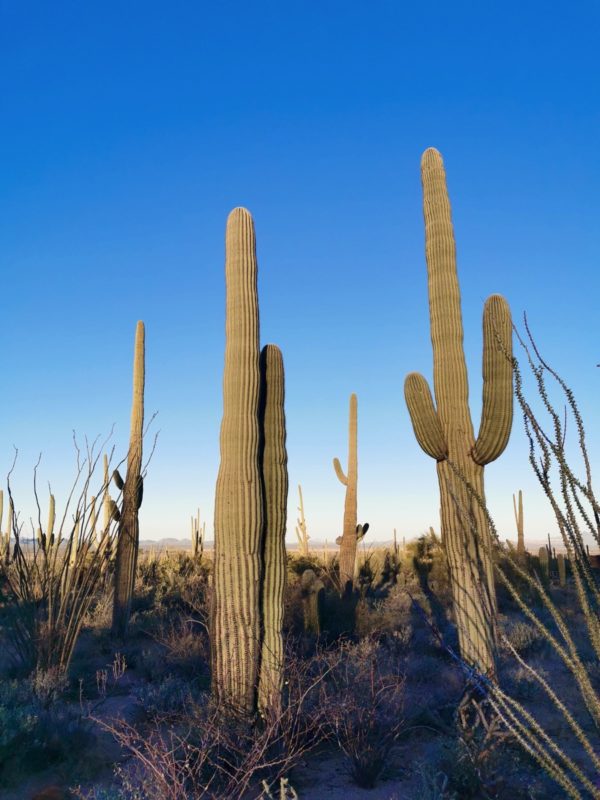 Tucson Mountain