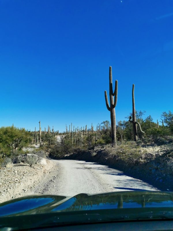 Bajada Loop Trail