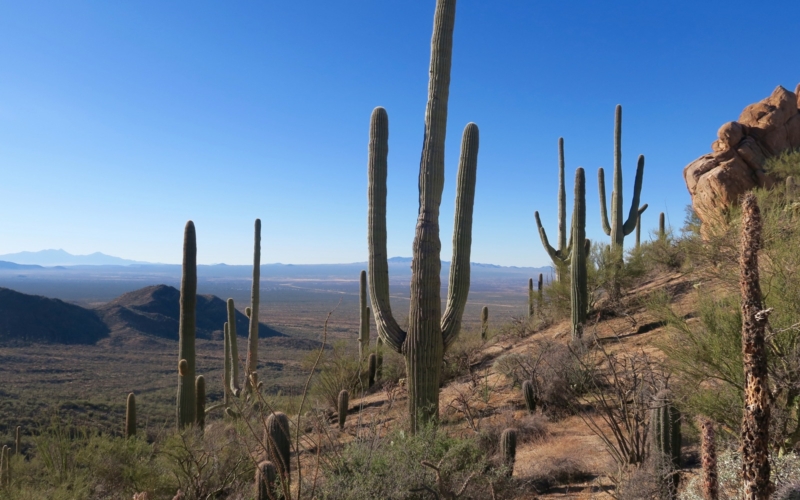 Tucson Mountain, Saguaro Ouest