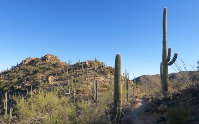 Tucson Mountain