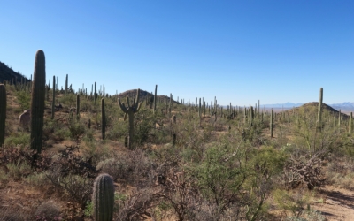 Tucson Mountain