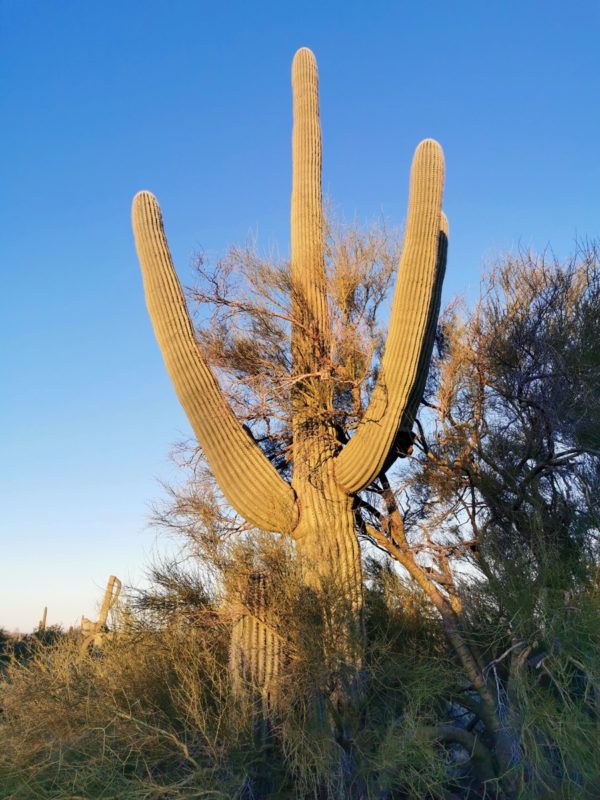 cactus Saguaro
