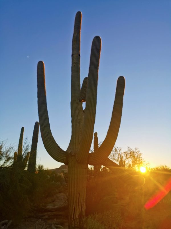 Tucson Mountain