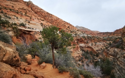 Canyon Overlook Trail