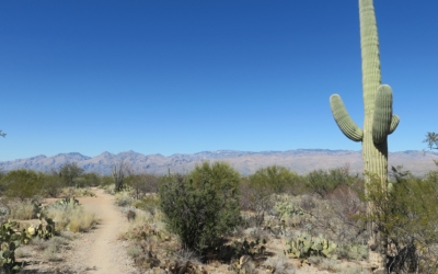 Saguaro Est