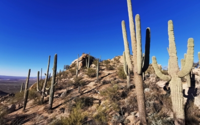 Saguaro Ouest