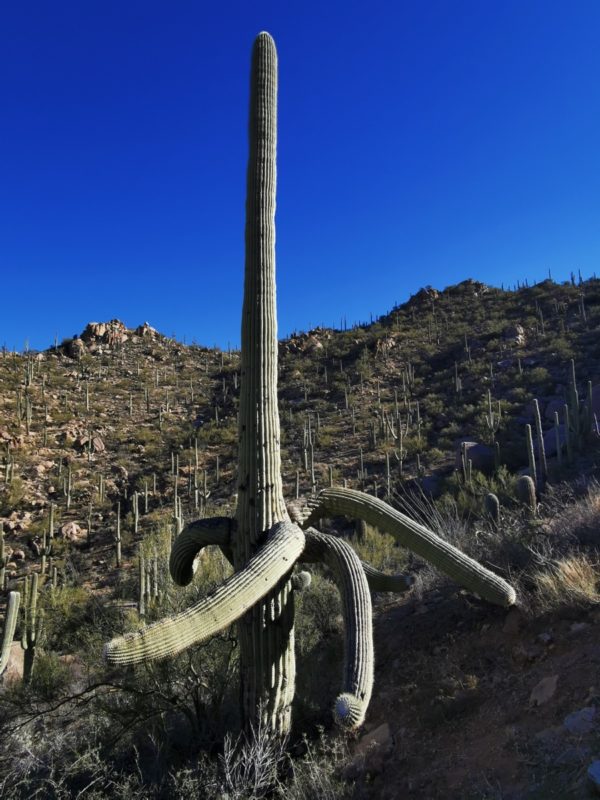 Saguaro