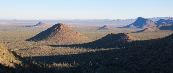 Saguaro