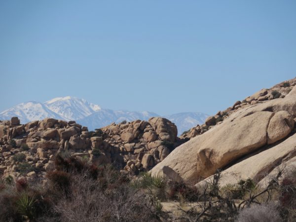 Joshua Tree