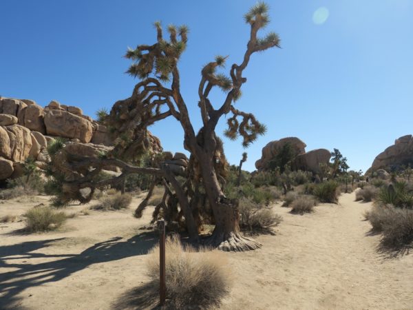 Joshua Tree