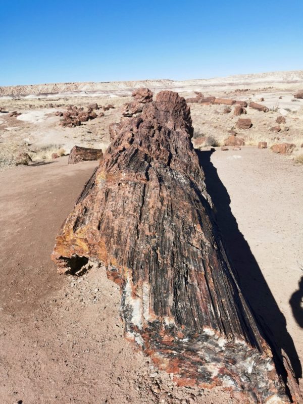 Petrified Forest