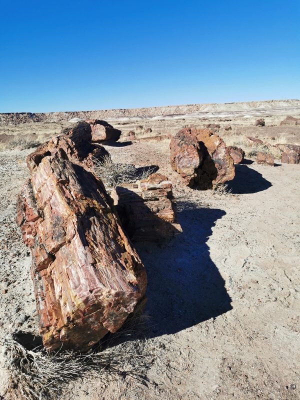 Petrified Forest