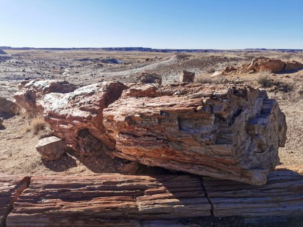 Giant Logs