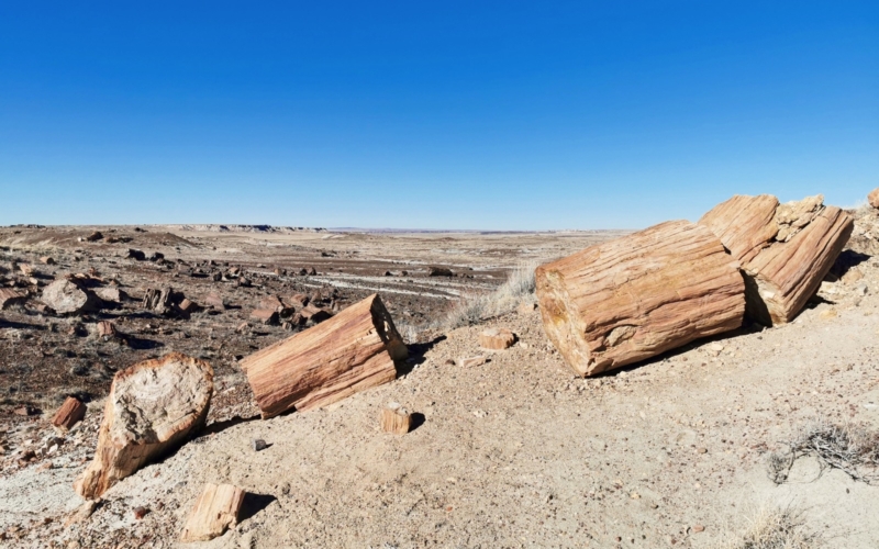 Petrified Forest