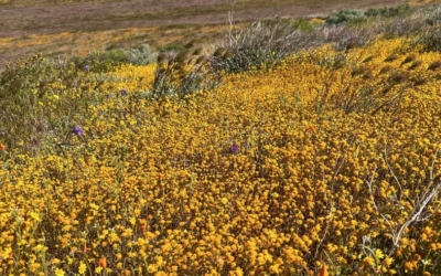 désert en fleurs