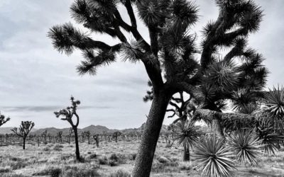 Joshua Tree